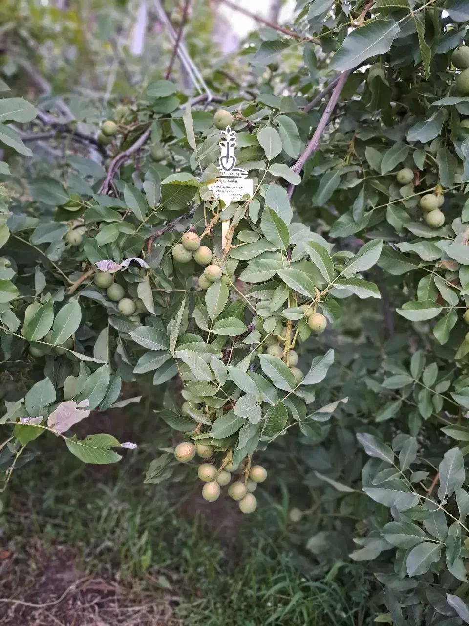 نهالستان گردو و بادام دیرگل و پربار پالیز|خدمات باغبانی و درختکاری|اردبیل, |دیوار