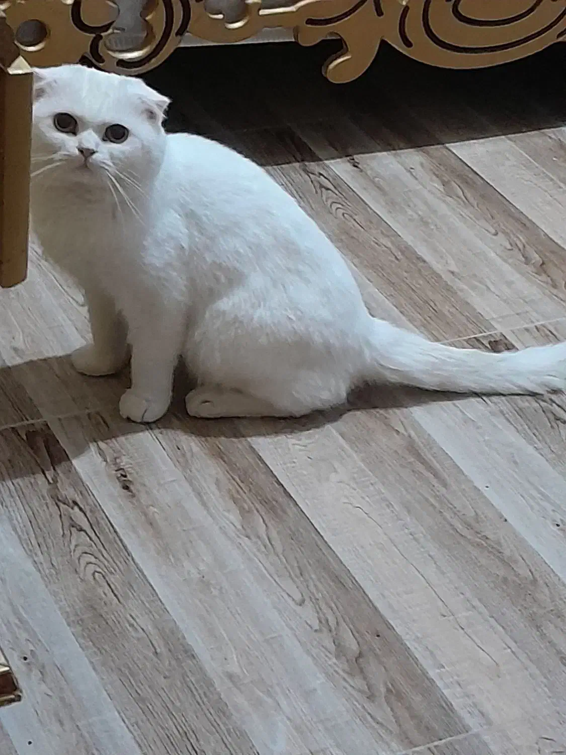 گربه|گربه|کرباسک, |دیوار