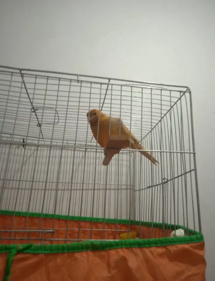 ماده قناری مست|پرنده|کرمان, |دیوار