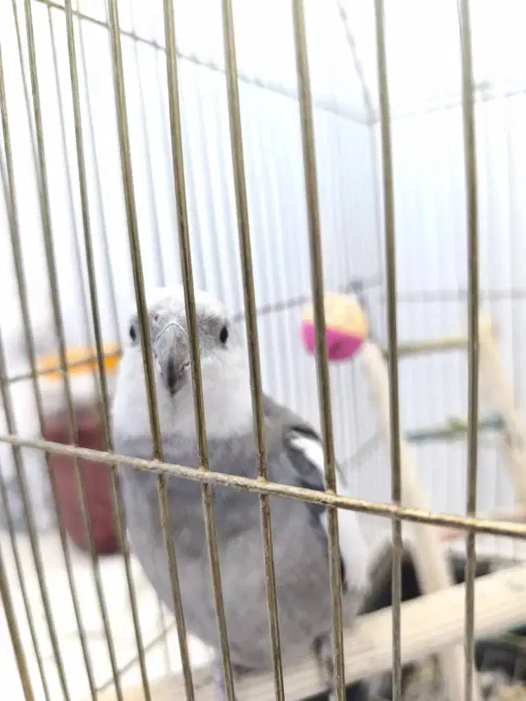 پرنده|پرنده|زرندیه, |دیوار