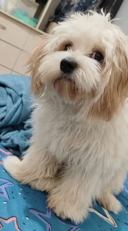 سگ تعلیم دیده مالتیز عروسکی شناسنامه دار سایز ریز|سگ|قم, صفائیه|دیوار