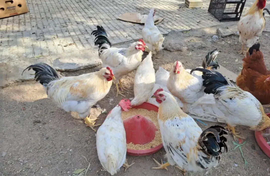 فروش خروس گلپایگانی برهما و سلطان|حیوانات مزرعه|هشتگرد, هشتگرد قدیم|دیوار