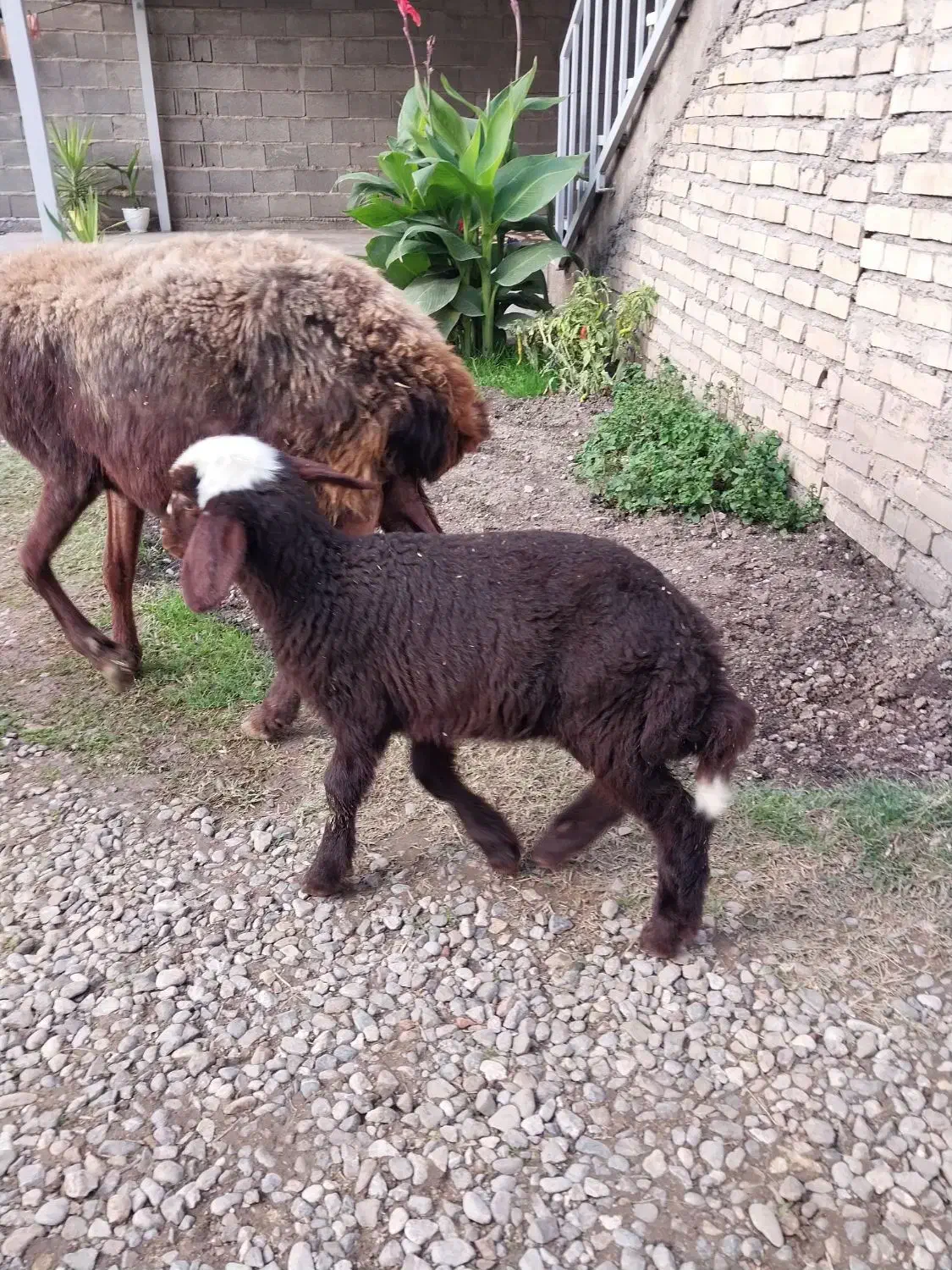 گوسفند قصابی با بره نر افشاری|حیوانات مزرعه|علیآباد کتول, |دیوار