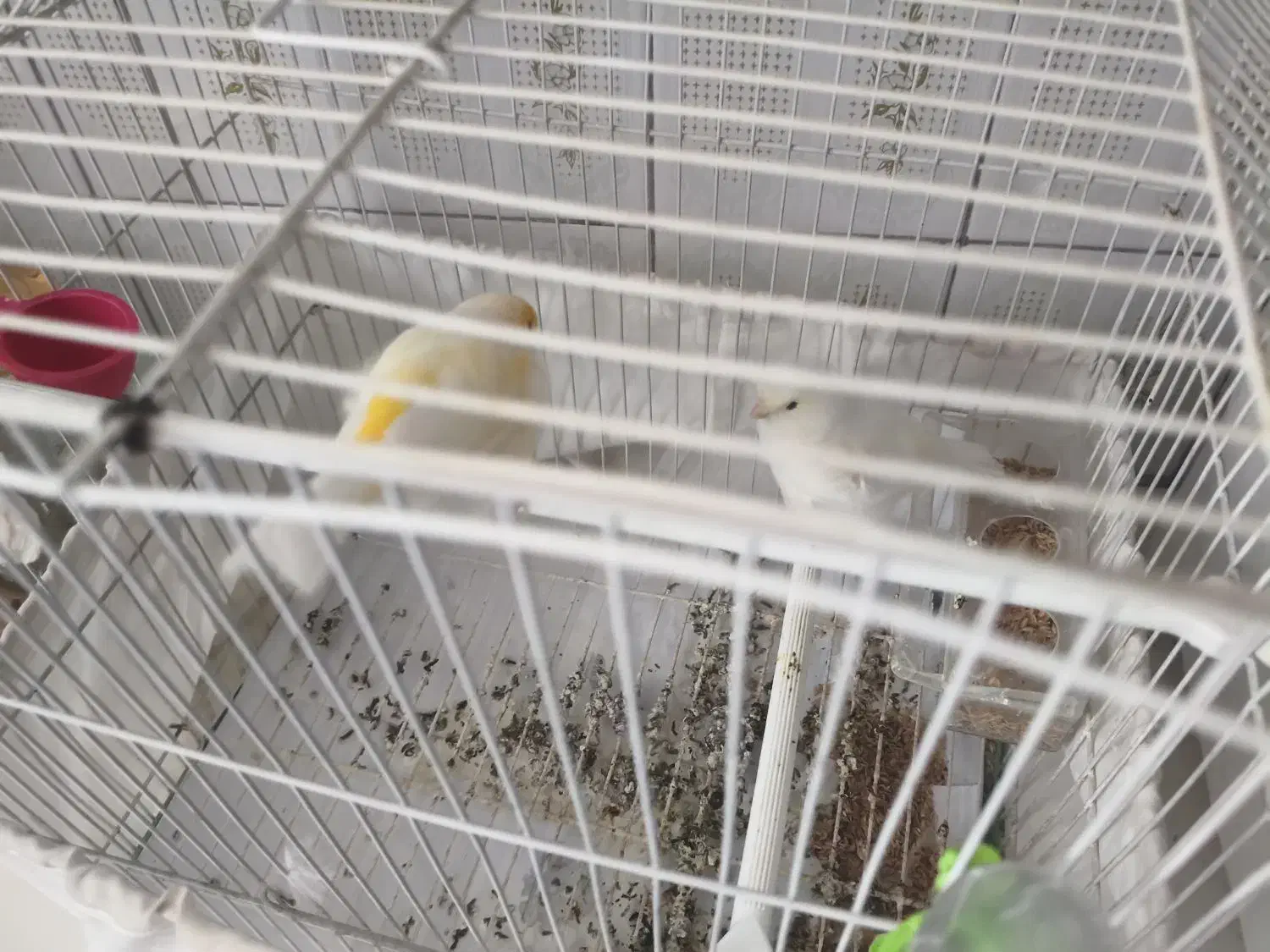 قناری|پرنده|نقده, |دیوار