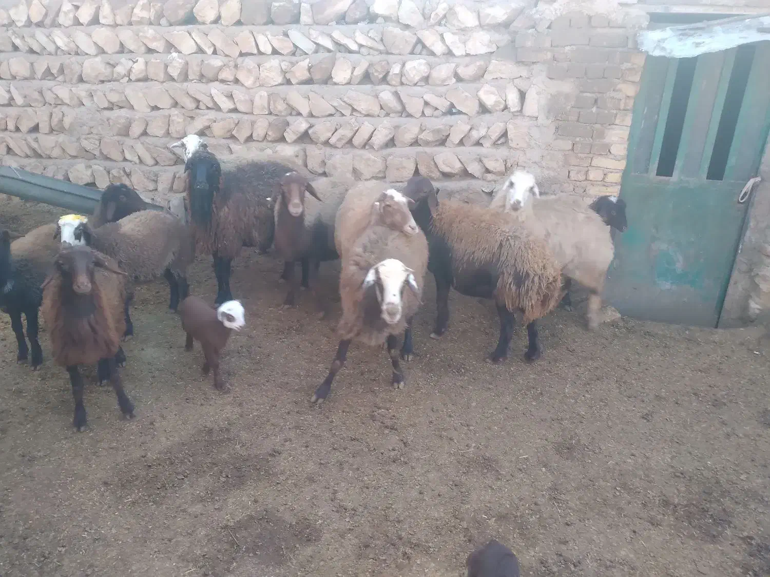 ۷تا میش بره|حیوانات مزرعه|کوهدشت, |دیوار