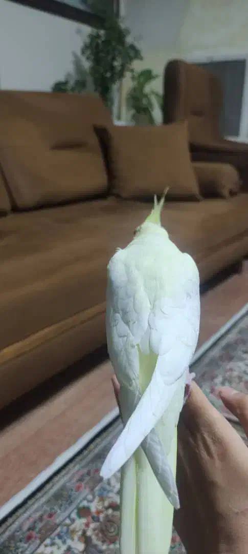 عروس هلندی جوجه دوماهه|پرنده|پرند, فاز ۱|دیوار