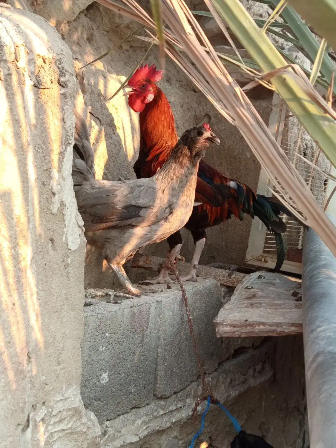 مرغ و خروس محلی|حیوانات مزرعه|بندر کنگان, |دیوار