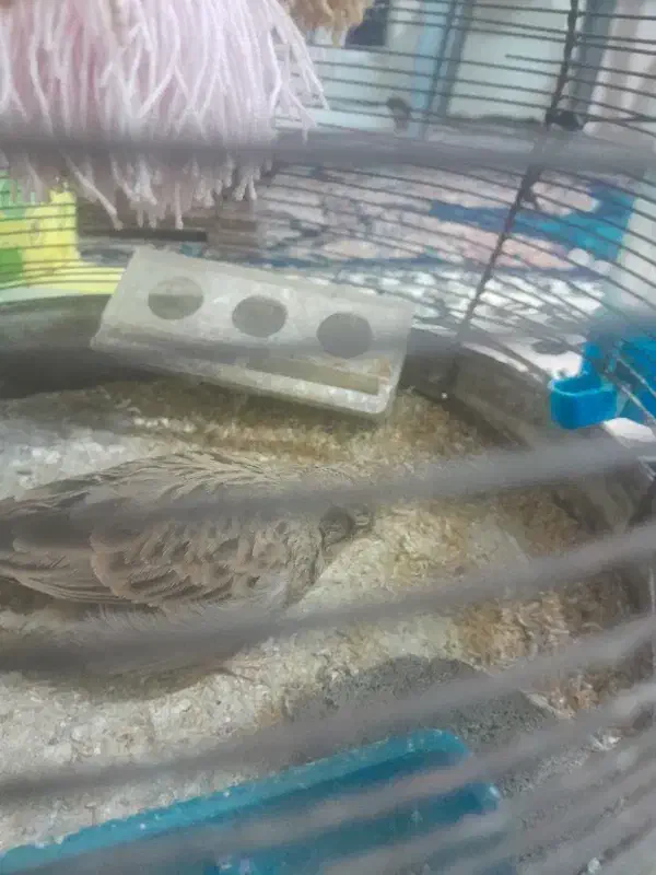 قناری|پرنده|شیراز, حومه شیراز|دیوار