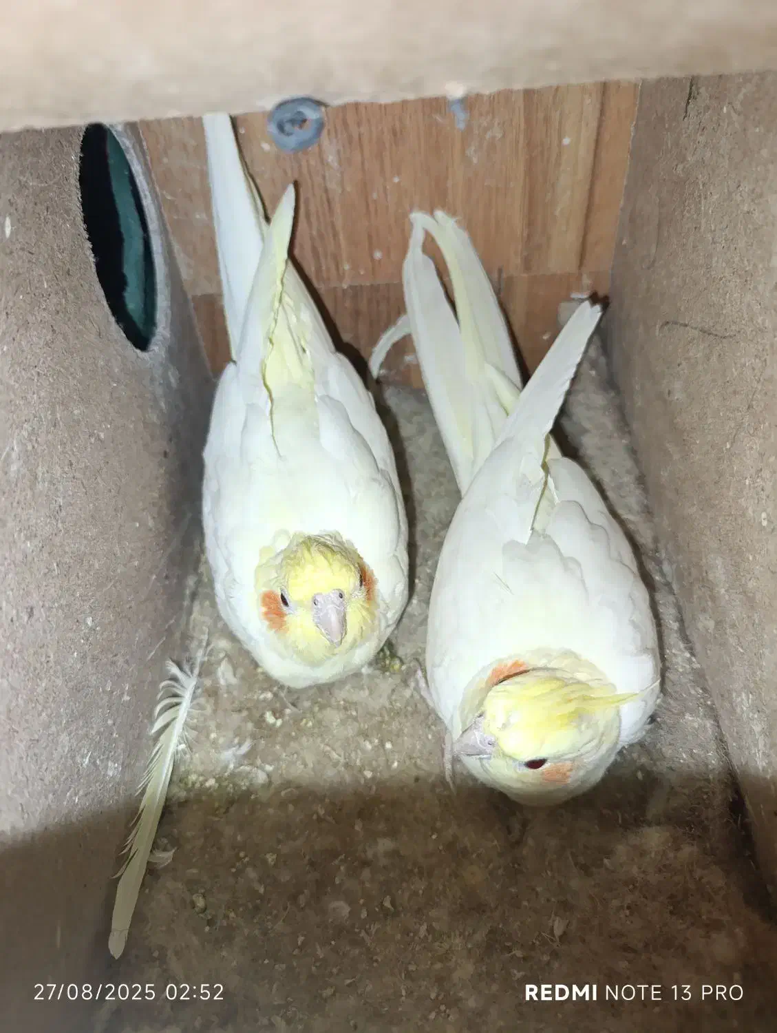 عروس هلندی|پرنده|تربت جام, جامرود|دیوار