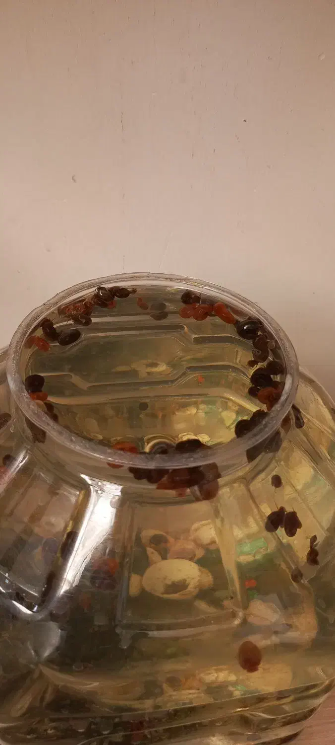 حلزون|خزنده|مشهد, کوی دروی|دیوار