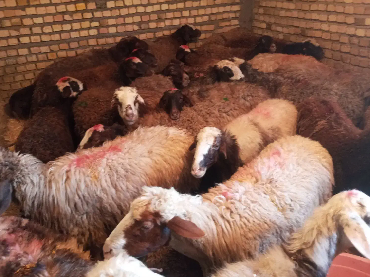 گوسفند سبک سنگین  موجوده|حیوانات مزرعه|دورود, |دیوار