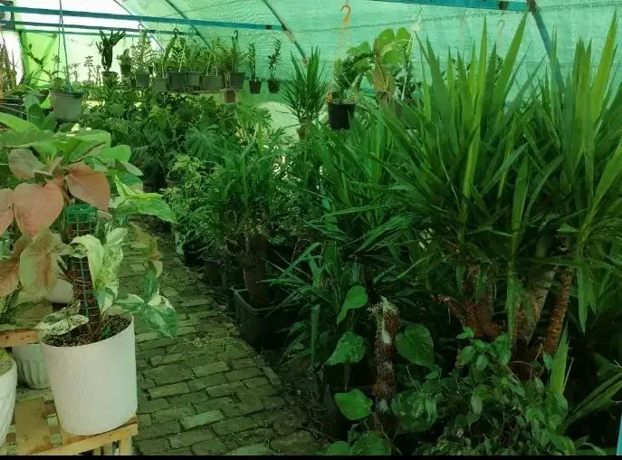 تخفیف بلک فرایدی گل و گیاه|گل و گیاه طبیعی|نیشابور, فردوس شمالی|دیوار