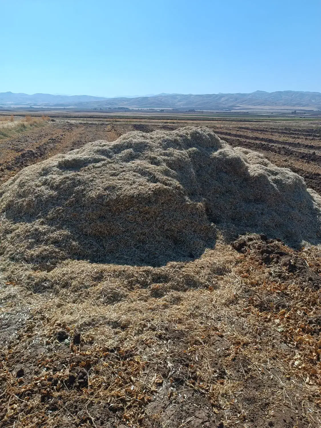 کاه لوبیا|حیوانات مزرعه|فیروزآباد (لرستان), |دیوار