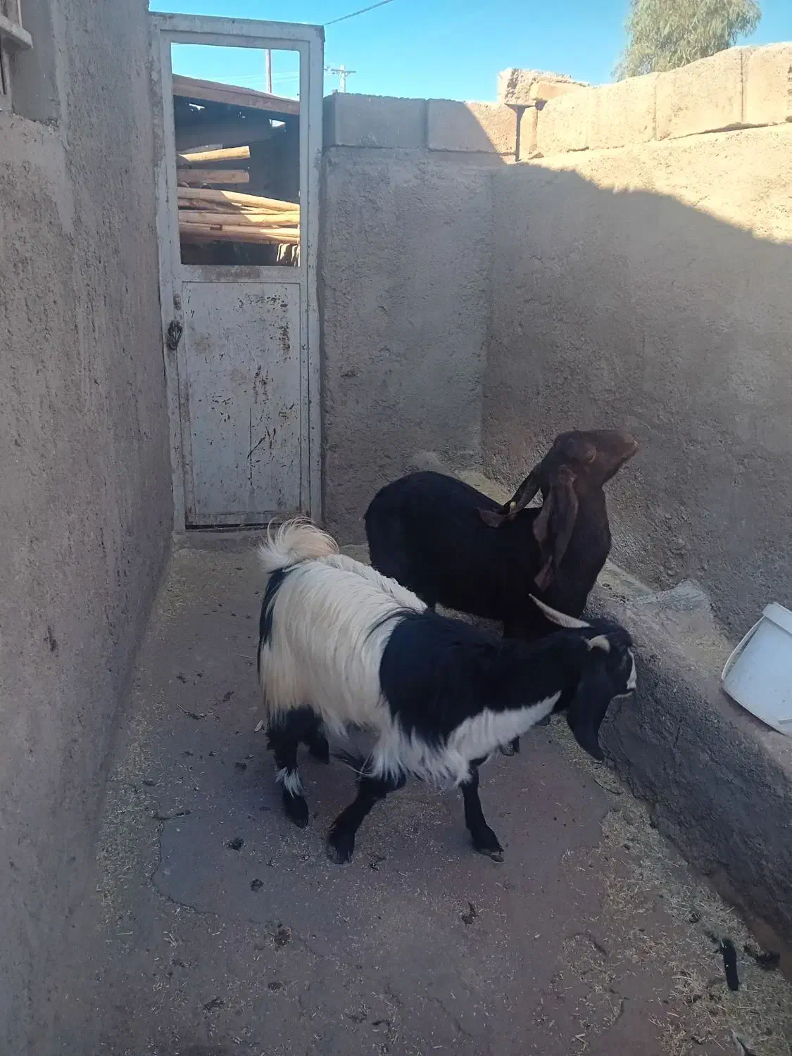 دو عدد بز فروشی|حیوانات مزرعه|رفسنجان, |دیوار