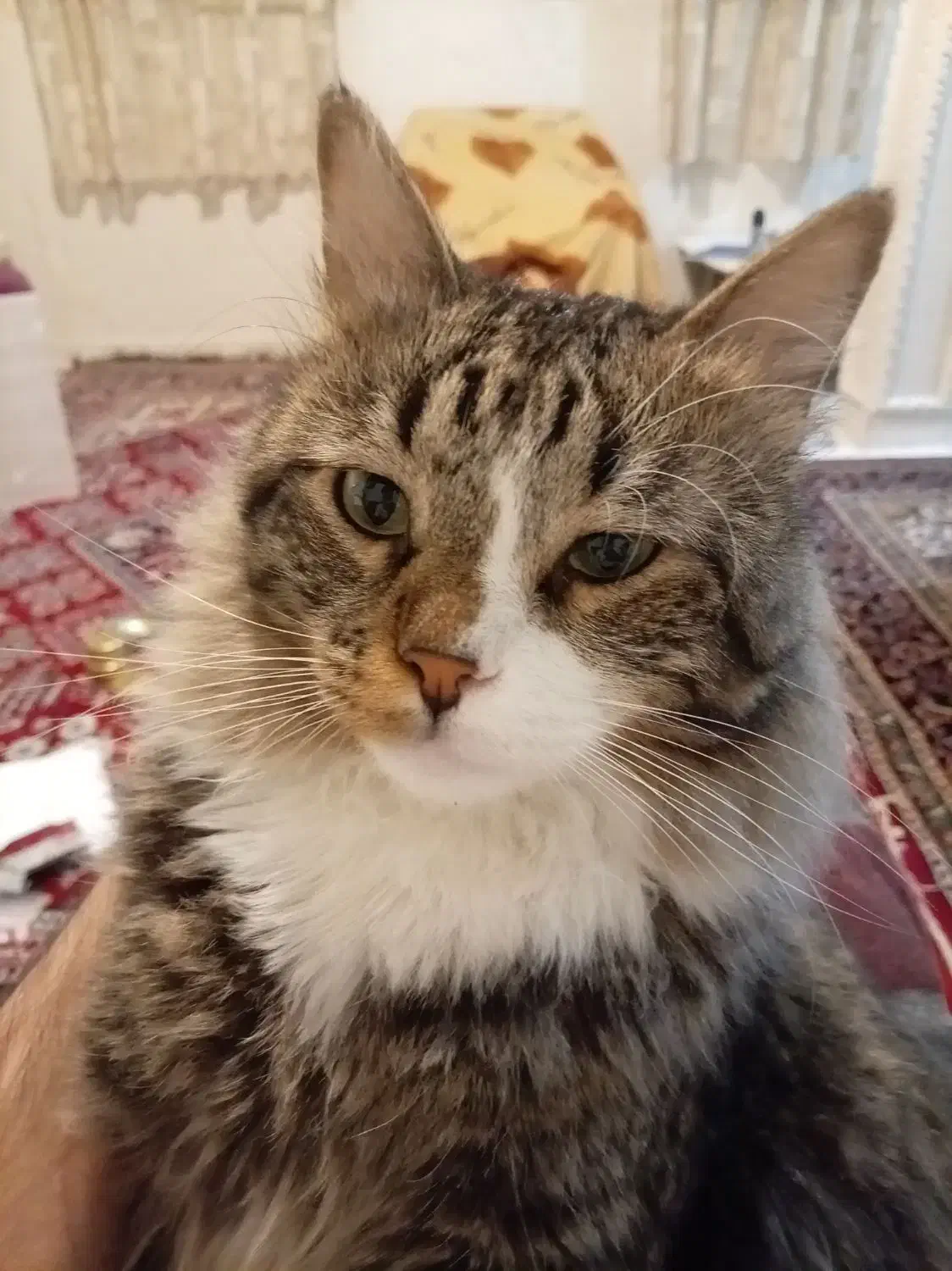 واگذاری گربه بازیگوش|گربه|تهران, راه آهن|دیوار