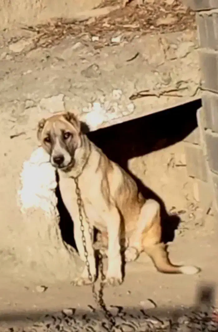 توله سراب|سگ|قوچان, |دیوار