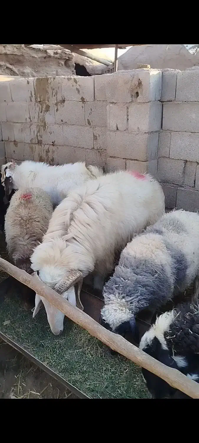 قوچ لاکن بختیاری اصل لنگ جمل بره میش|حیوانات مزرعه|نگار, |دیوار