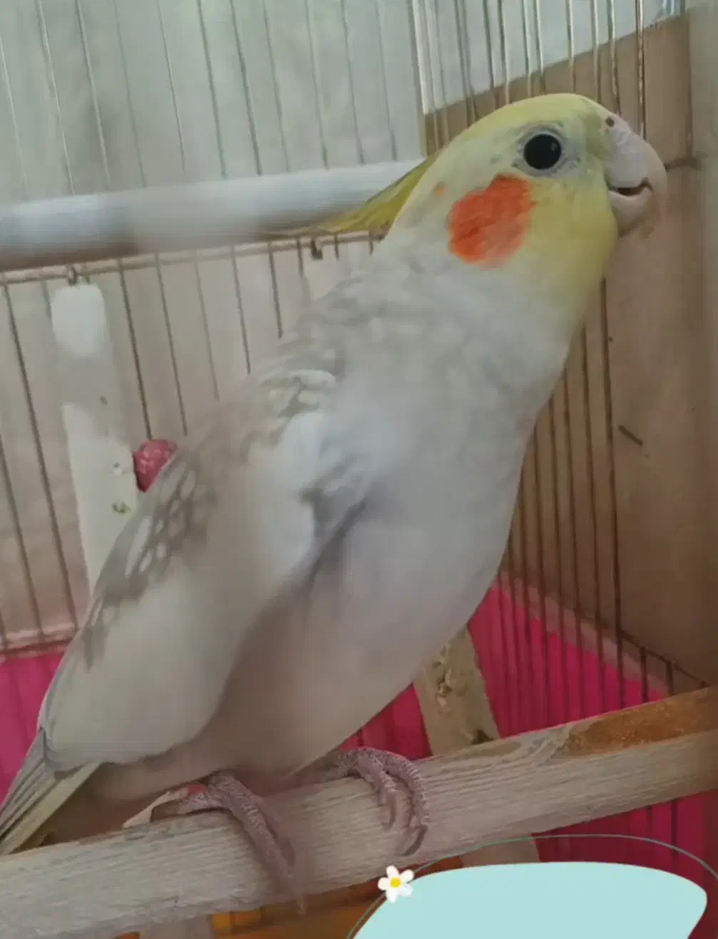 عروس هلندی مولد|پرنده|تبریز, |دیوار