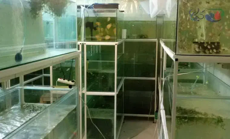 پرورش ماهی زینتی از صفر تا درآمد|خدمات آموزشی|تیران, |دیوار