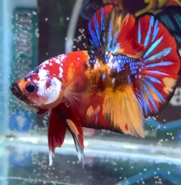 ماهی فایتر استثنایی|ماهی|تهران, آذری|دیوار