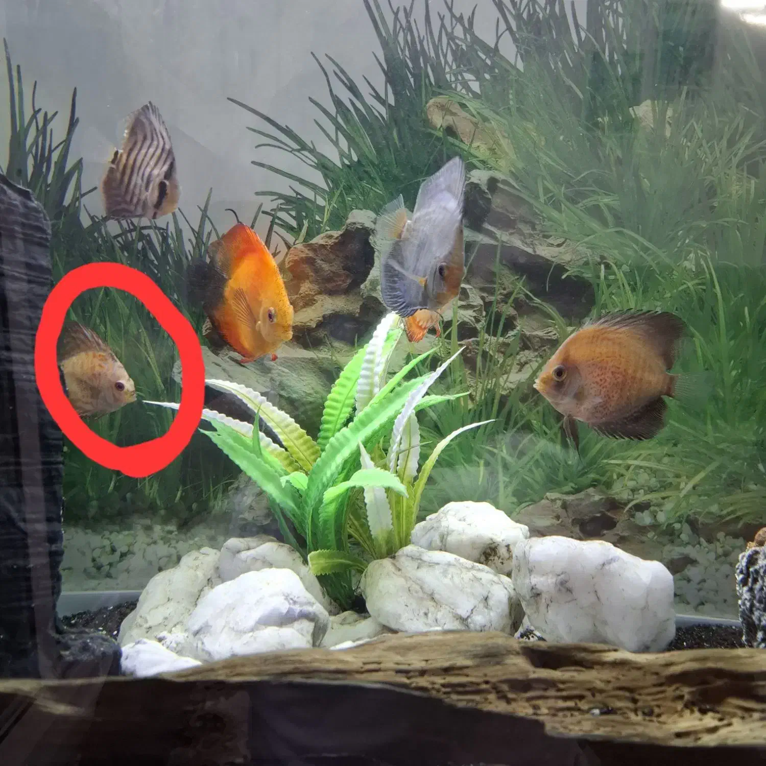 ۲عدد ماهی دیسکس ۲اینچ معاوضه باعروس هلندی|ماهی|مشهد, قائم|دیوار