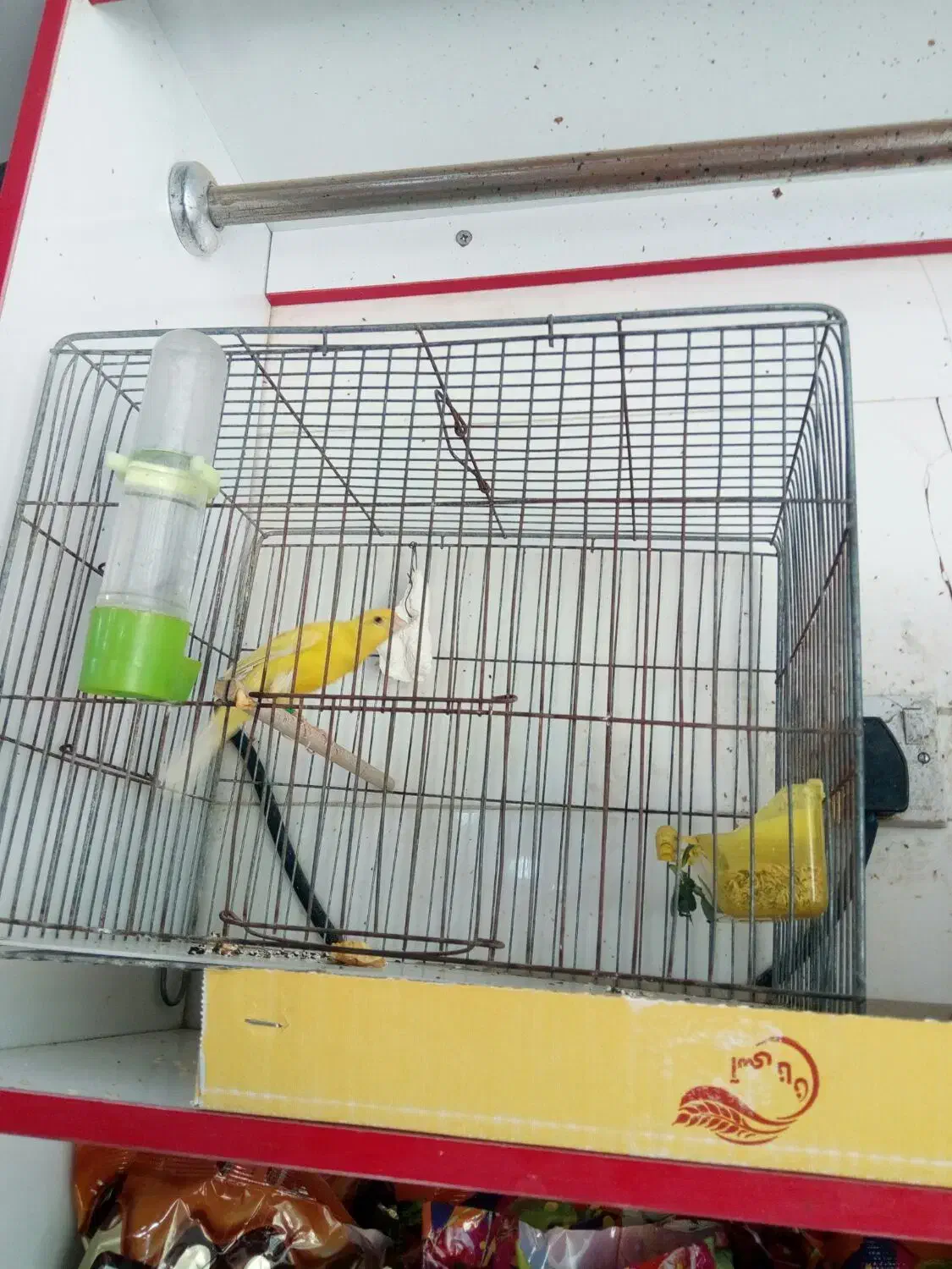 قناری نر|پرنده|اهواز, پردیس|دیوار