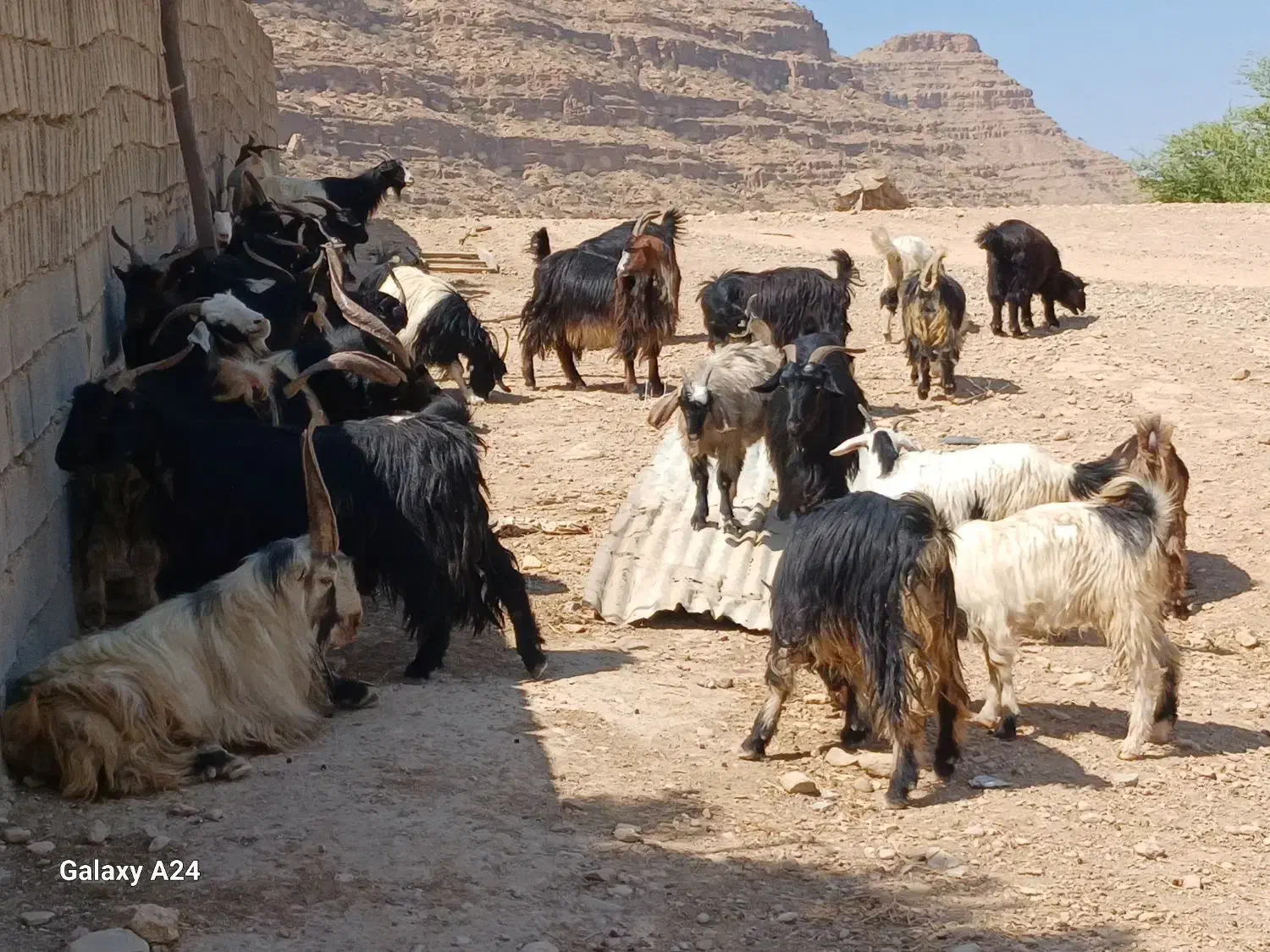گله بز یک دست جوان همه نیشتر|حیوانات مزرعه|دوگنبدان, |دیوار