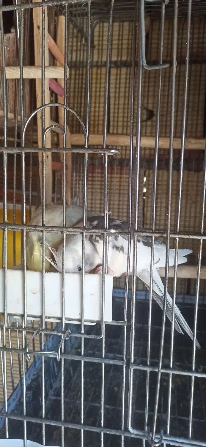 دوعددجوجه عروس هلندی|پرنده|نورآباد, |دیوار