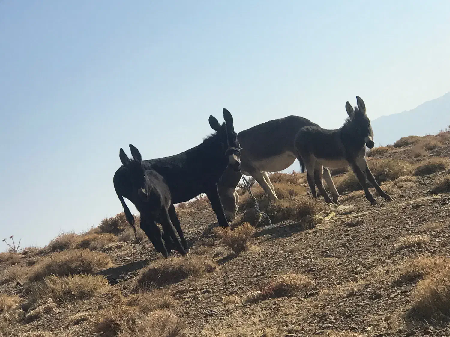 خر گله ای|حیوانات مزرعه|داران, |دیوار