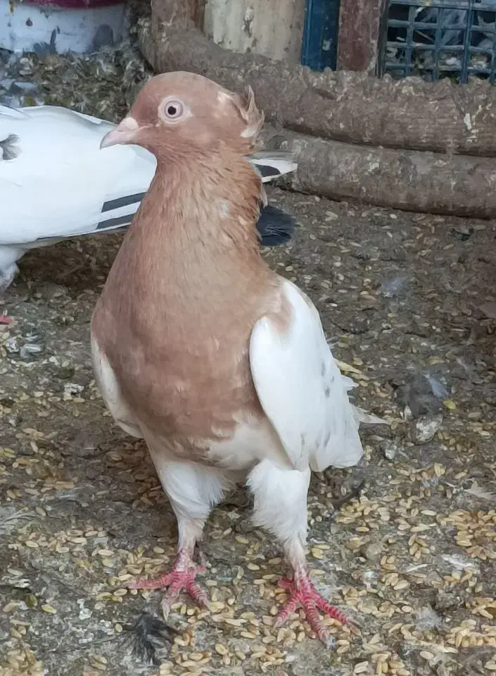 زاغ شاه بال سفید/کله زرد|پرنده|بندرعباس, |دیوار