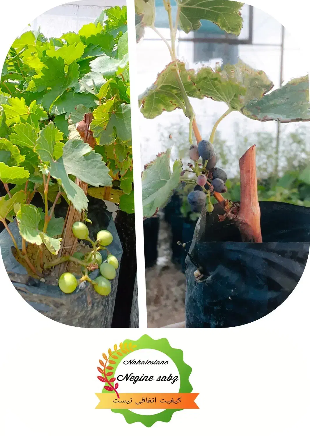 نهال انگور و انجیر و گل|گل و گیاه طبیعی|شیراز, رکنآباد|دیوار