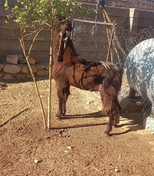 شنگول افغانی معاوضه|حیوانات مزرعه|اندیکا, |دیوار