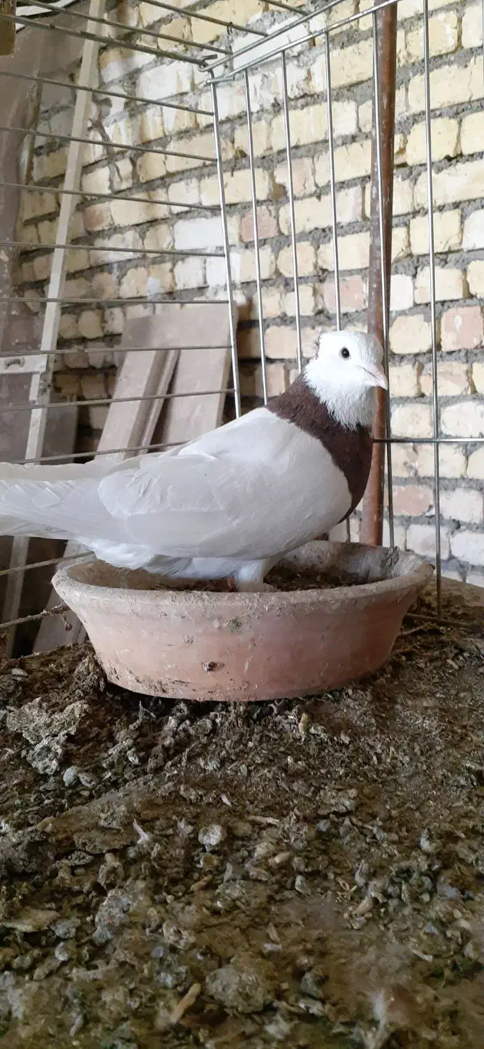 طوقی سرخ خال مشکی|پرنده|اصفهان, باغ نگاره|دیوار