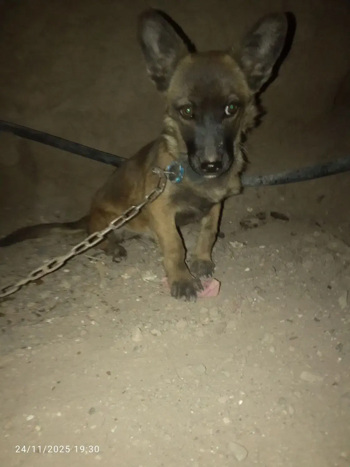 واگذغری ماده پاکوتاه|سگ|بم, |دیوار