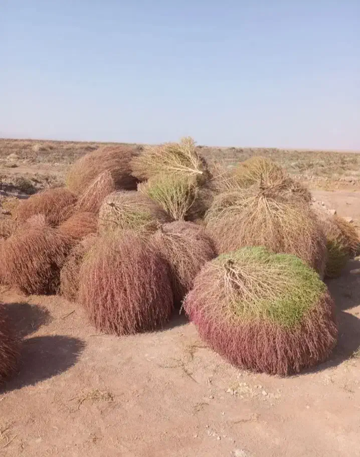 جارو|خدمات باغبانی و درختکاری|سبزوار, خسروجرد|دیوار