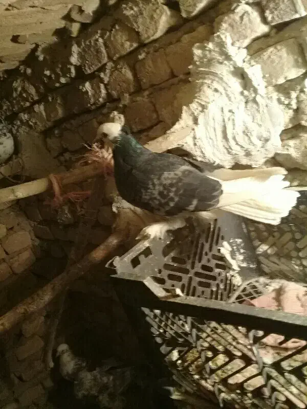 کفتر|پرنده|گلپایگان, |دیوار