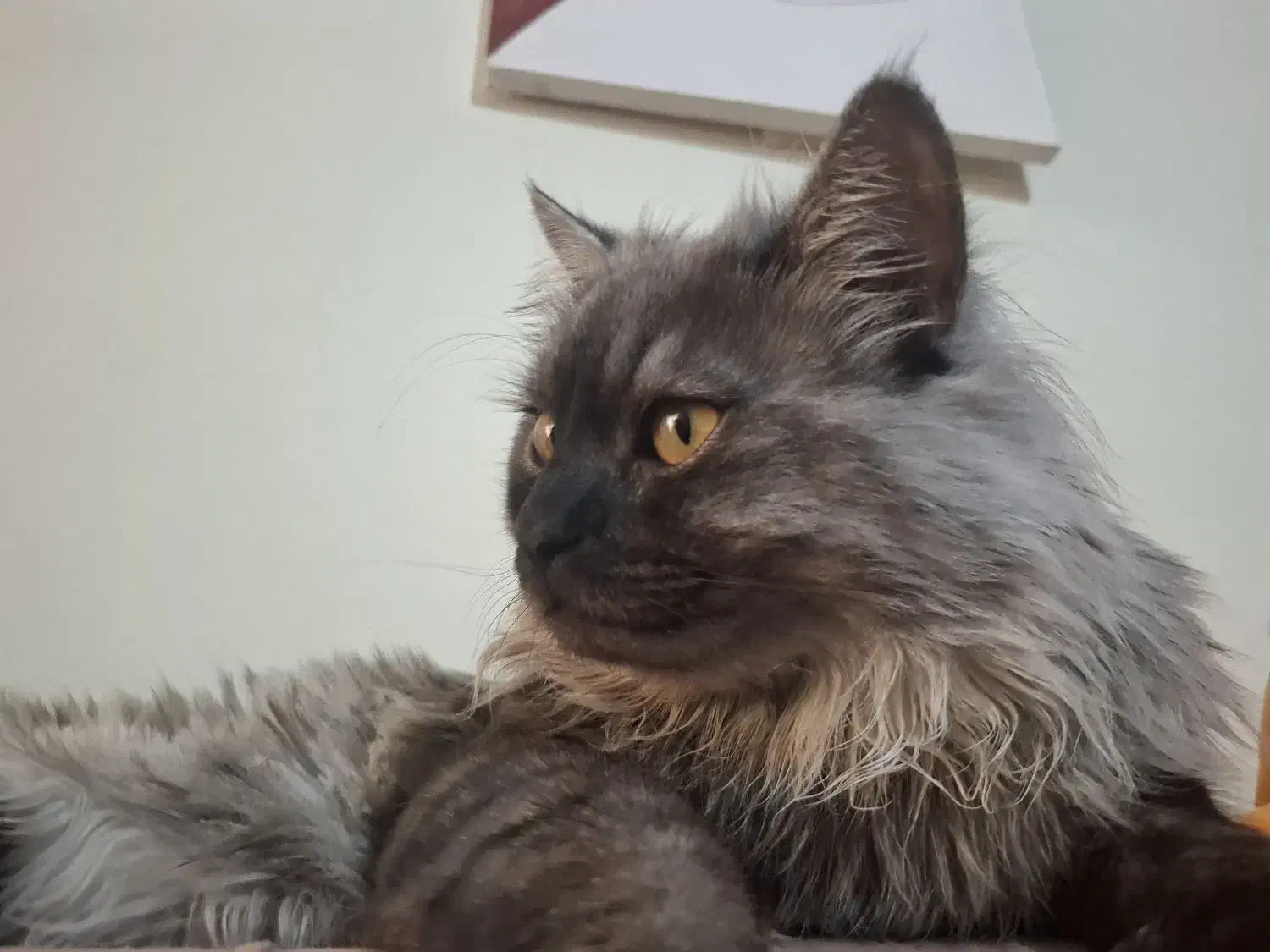 واگذاری گربه|گربه|گرگان, |دیوار