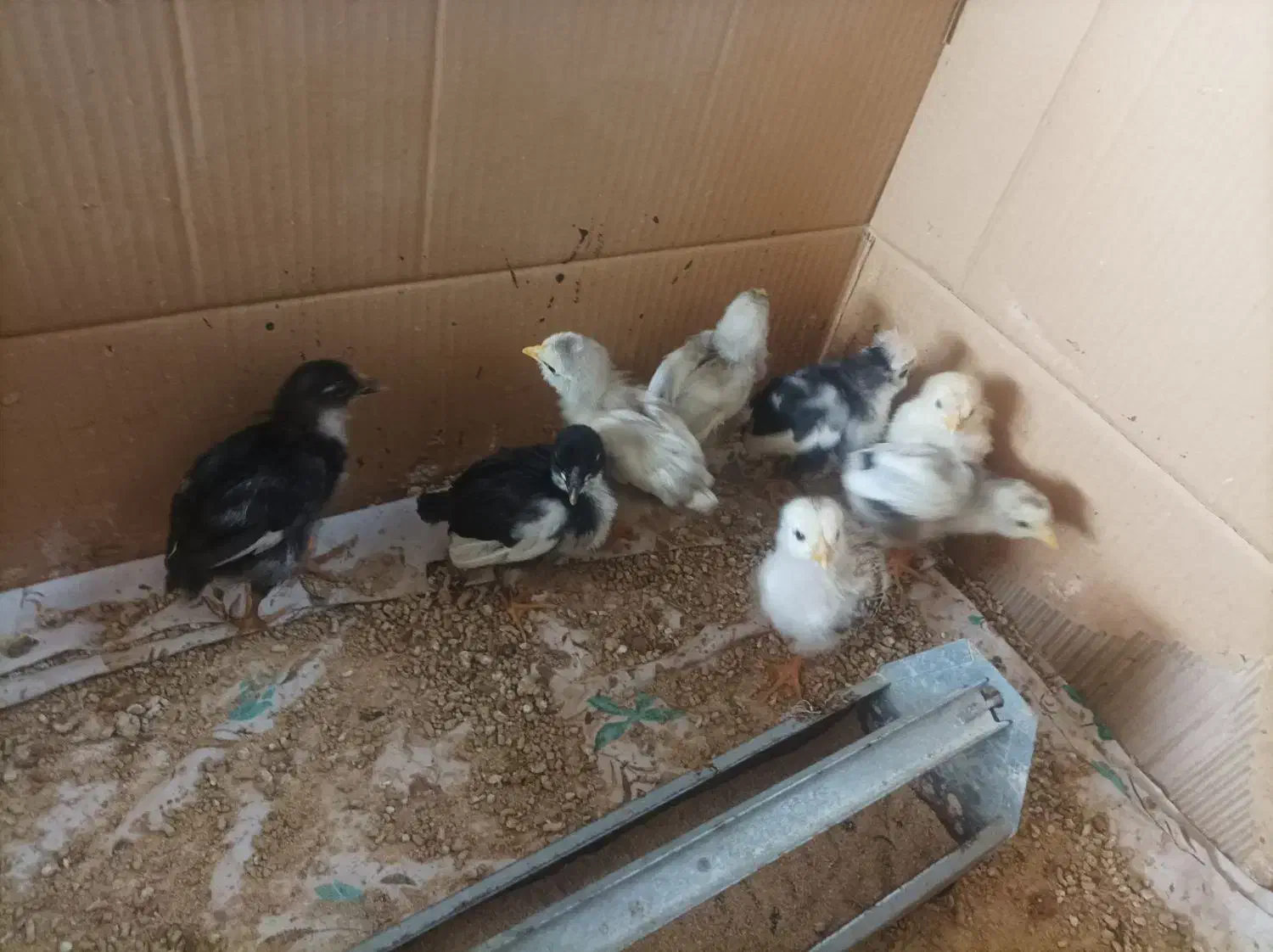 گلین|حیوانات مزرعه|جوادآباد, |دیوار