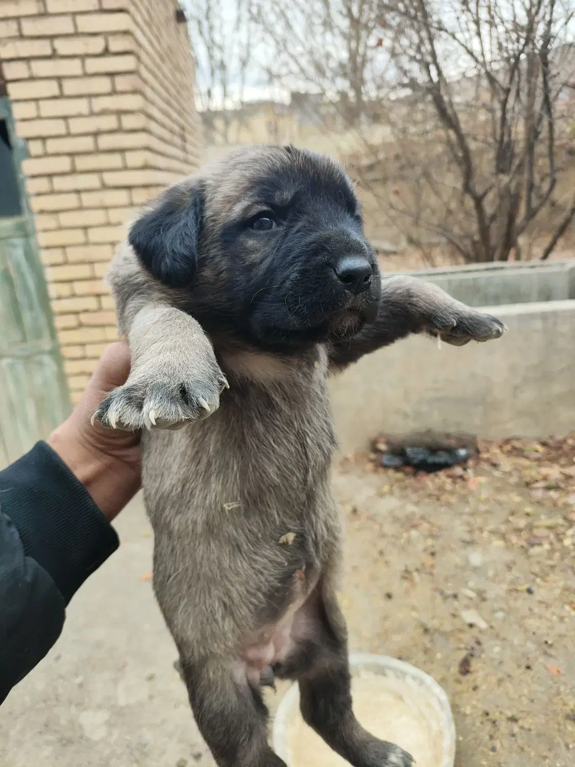 واگذاری توله سرابی اصیل|سگ|اصفهان, گلزار|دیوار