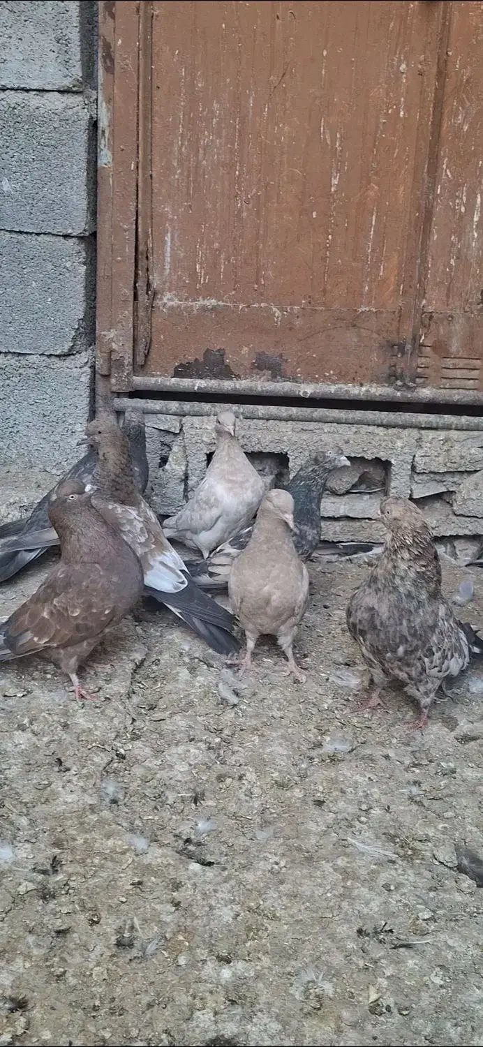 کله ای|پرنده|امیدیه, |دیوار