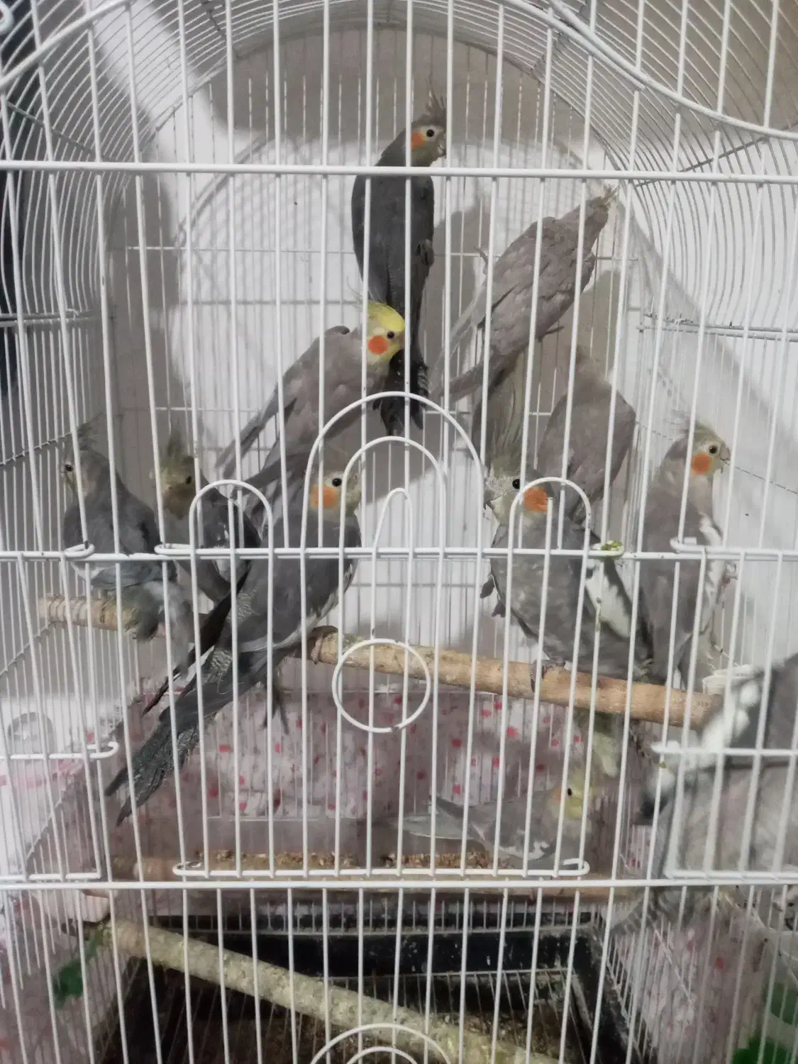 پرند|پرنده|رشت, کوی طالقانی|دیوار