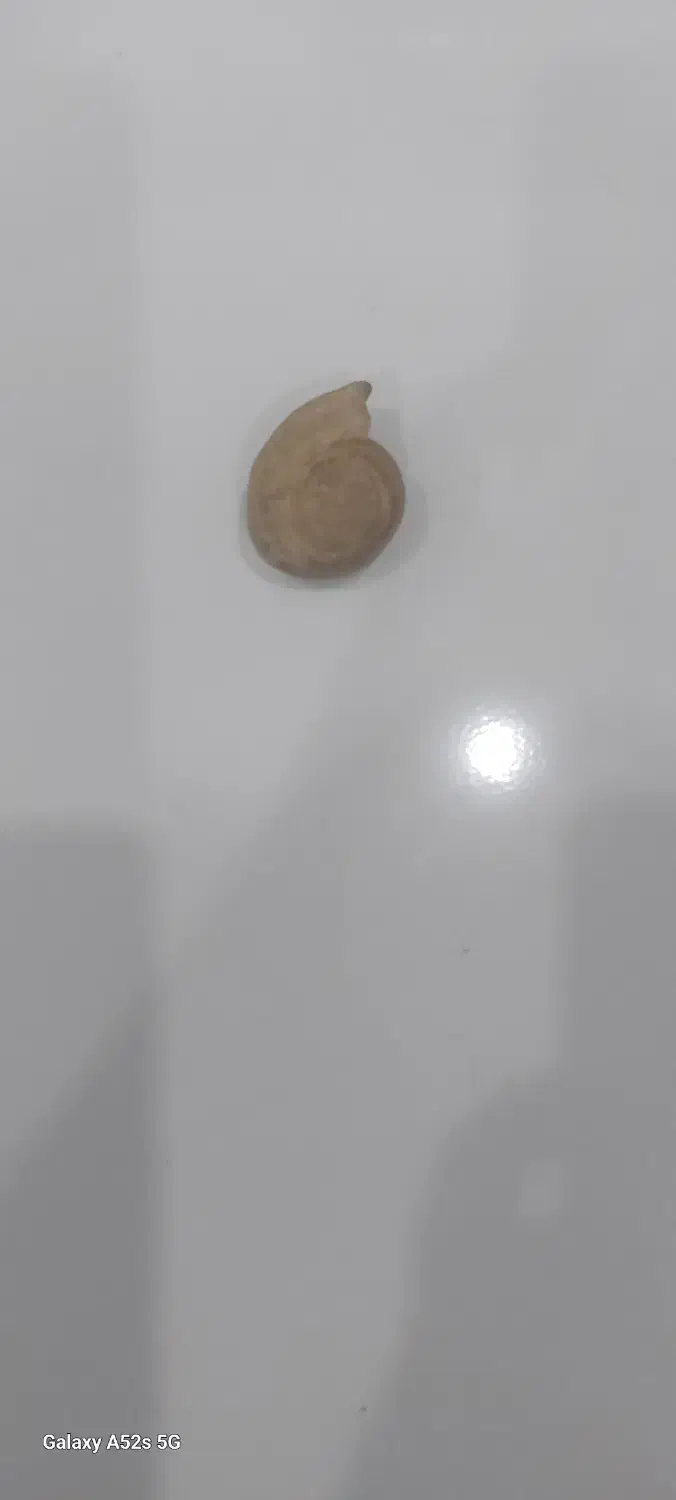 فسیل حلزون عتیقه|کلکسیون اشیاء عتیقه|جم, |دیوار