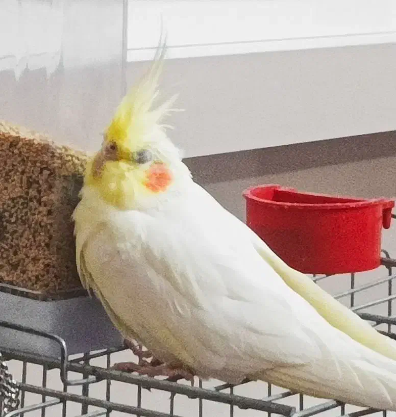 عروس هلندی گمشده (+مژدگانی)|حیوانات|اهر, |دیوار