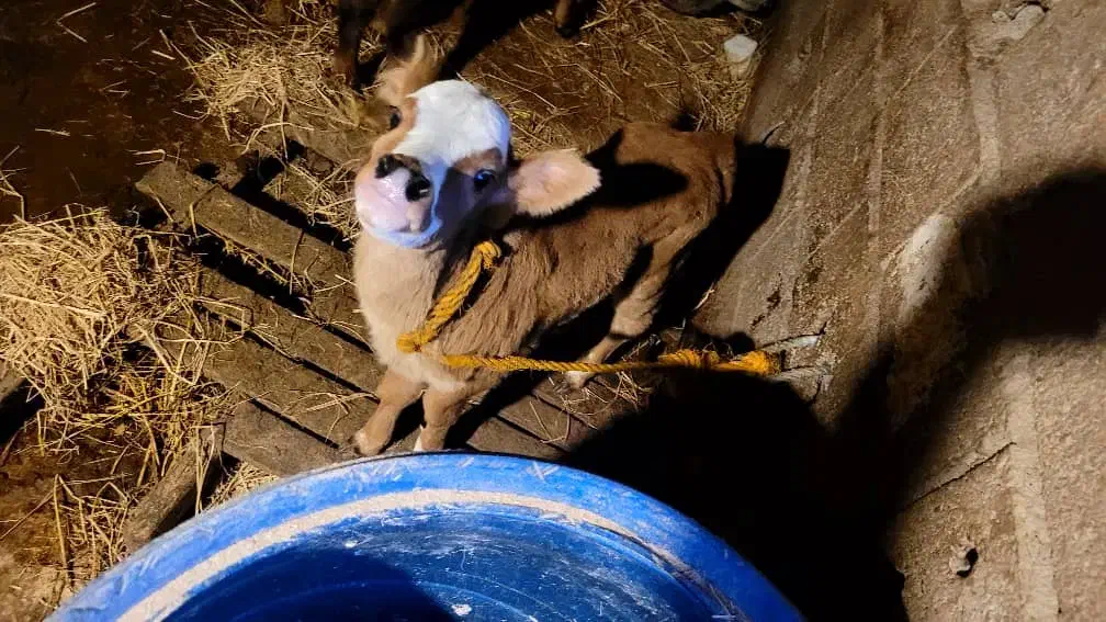 فروش گاو|حیوانات مزرعه|نوشهر, |دیوار