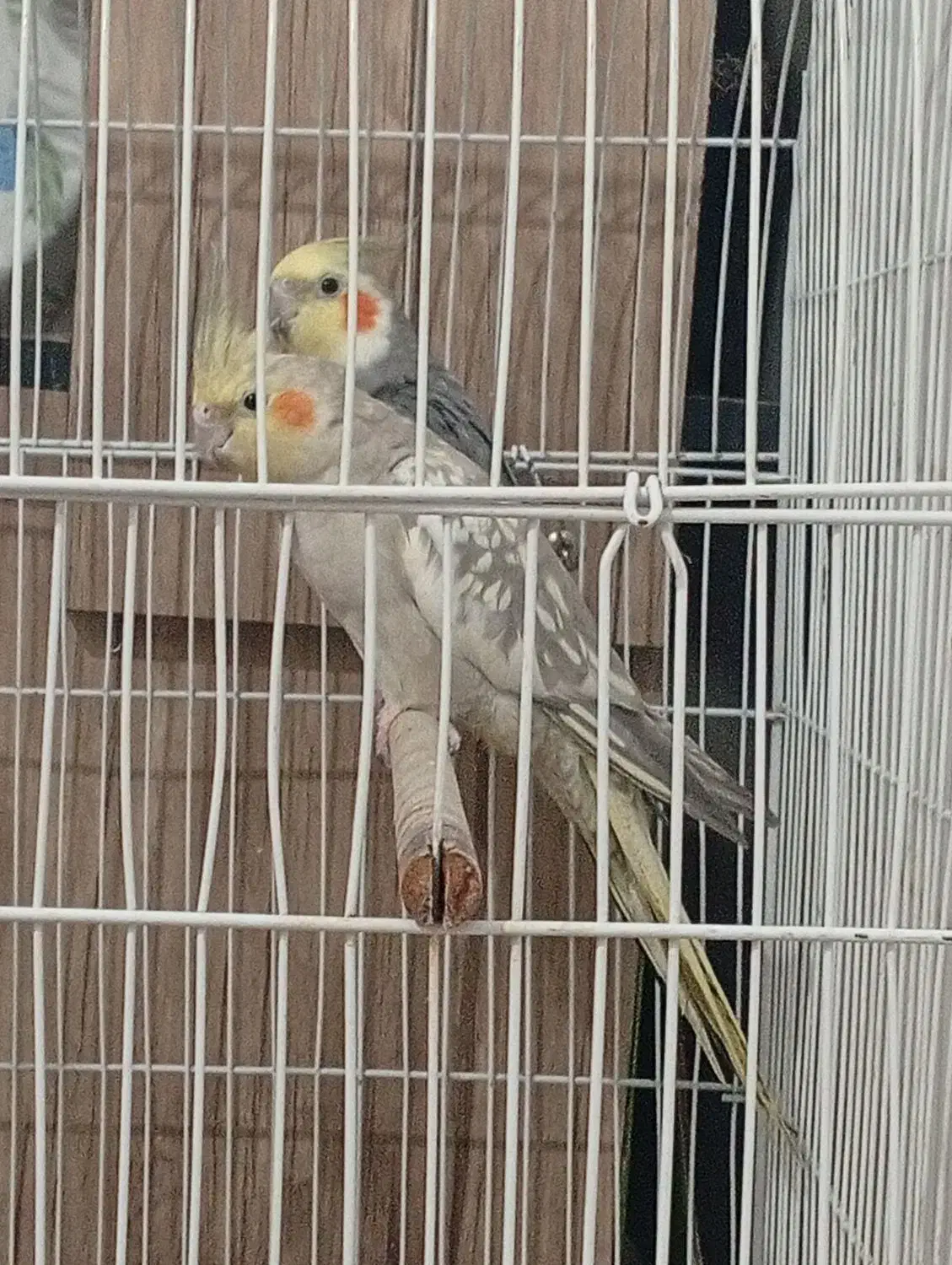 ۲ جفت عروس|پرنده|دوگنبدان, |دیوار