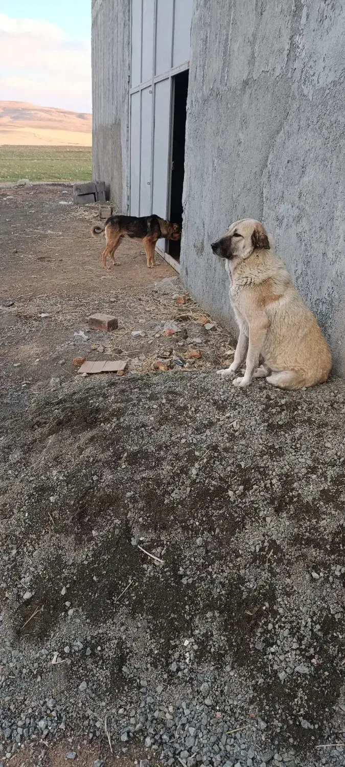 سگ پژدر|سگ|دهگلان, |دیوار