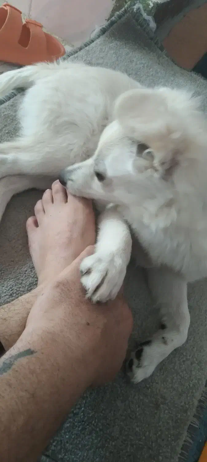 سگ گمشده.|سگ|دهدشت, |دیوار