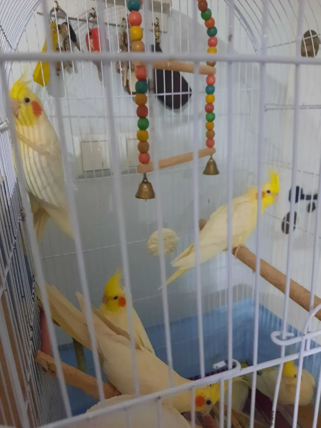 عروس هلندی|پرنده|کیاشهر, |دیوار