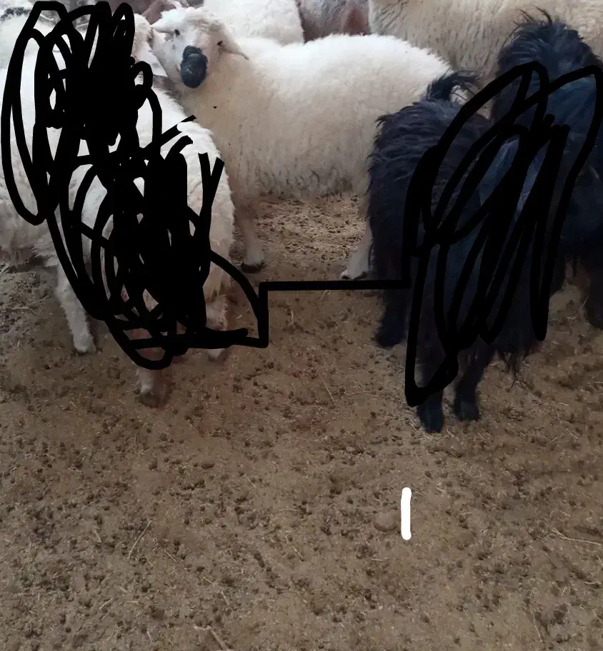 بره نر|حیوانات مزرعه|زهان, |دیوار