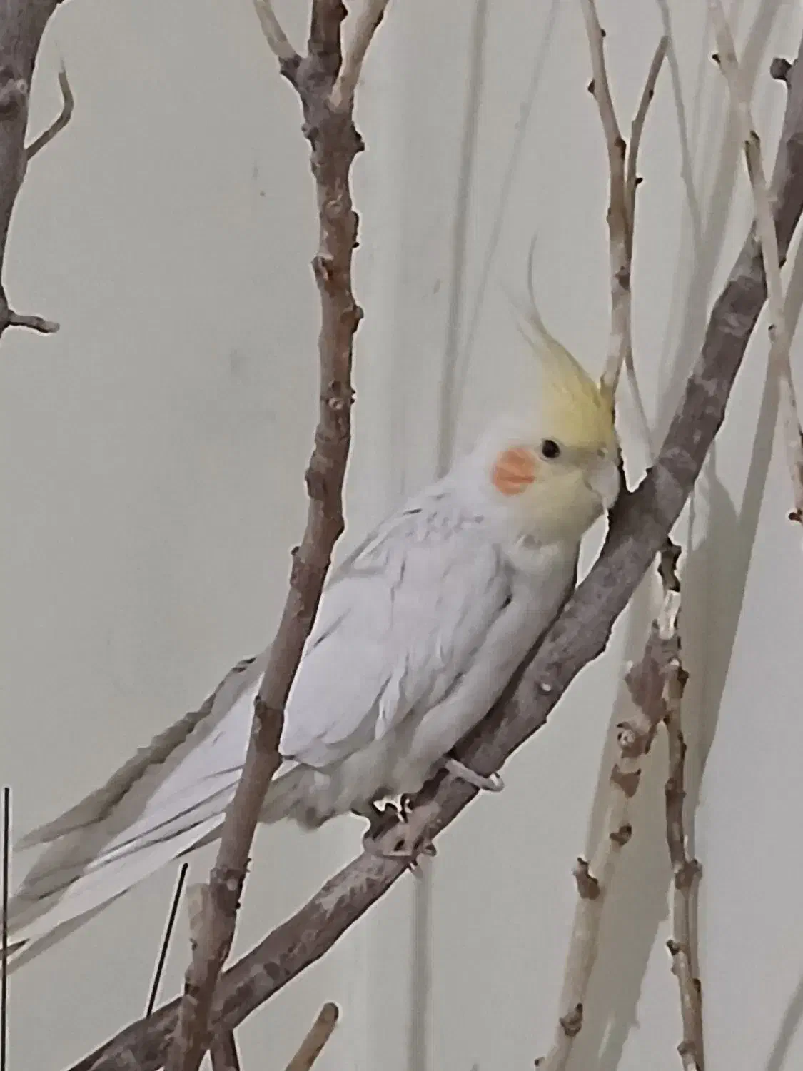 عروس هلندی های بامزه|پرنده|فولادشهر, A1|دیوار